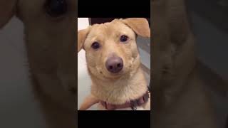 #28 Can you write a title for this video? #memesvideos #epicmoment #28 Can you write a title for this video? #memesvideos #epicmoment