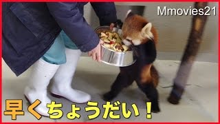 Red Pandas 新しい橋板設置　レッサーパンダの反応は？　ギンと円実