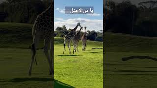 ربي احينا سعداء(مع الكلمات)#anachid #madih #أناشيد_دينية#امداح_نبوية #مديح_مغربي#shorts #short
