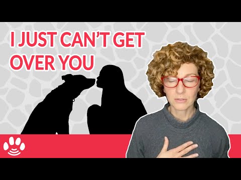 Pets in Heaven | Help with Extreme Grief after Pet Loss | Rainbow Bridge