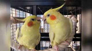 🐣Mãe calopsita com seu filhote by Vanessa's Cockatiels 1,237 views 4 years ago 2 minutes, 31 seconds