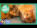 60 Minutes Of Animals Who Make Us LOL 1 Hour Of Funny Animal Videos Dodo Kids 60 Minutes Of Animals Who Make Us LOL 1 Hour Of Funny Animal Videos Dodo Kids