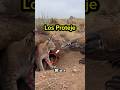 Lince Proteje a sus Cachorros de un Dragón de Comodo