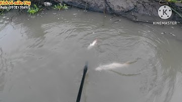 Sáng Sớm Đi Kích Gặp Toàn Hàng Khủng Chà Bá Lên Liên Tục..." Kích Cá Miền Tây"