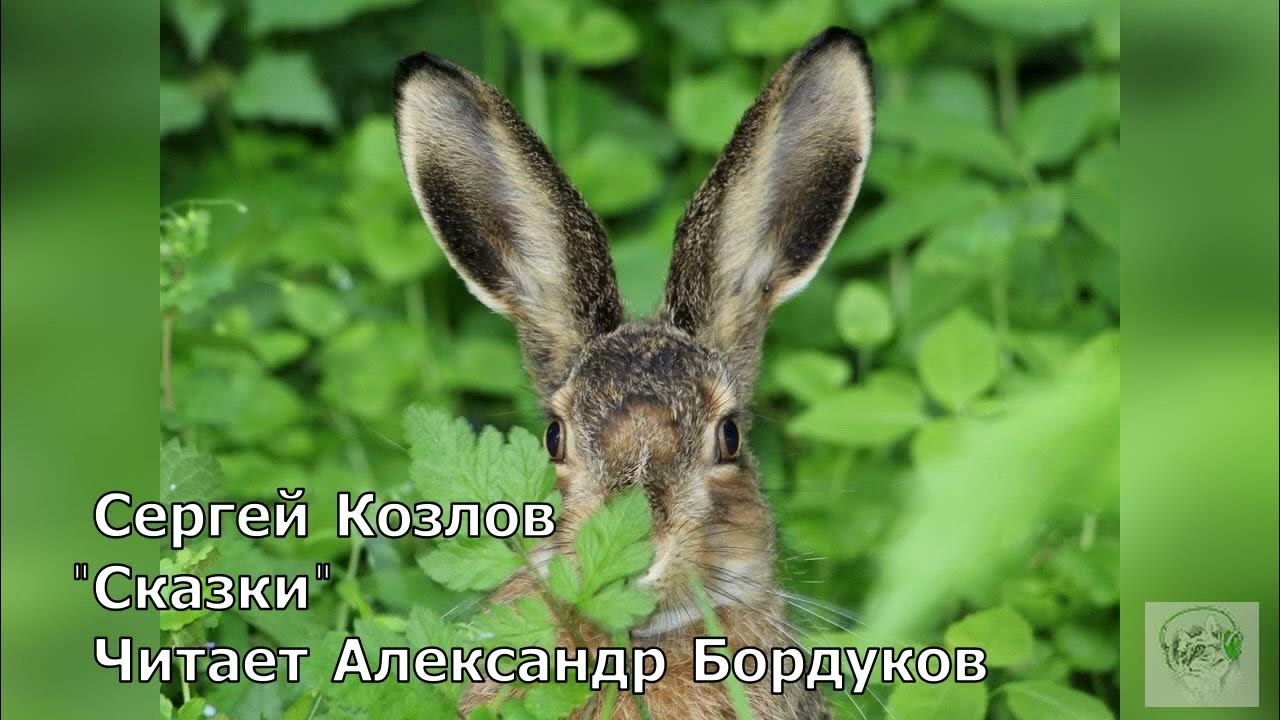 Сказки С. Козлова. Заячьи уши. - YouTube