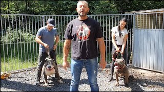 One of the best XL American bully kennels in Belgium Europe