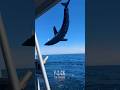 Mako shark goes nuts  jumps boat fishing shark igjeffreyhead