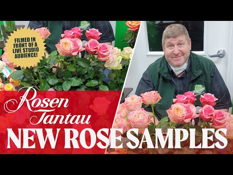 JFTV: New Rose Samples from Breeder, Rosen Tantau with Mike (Live Studio Audience)