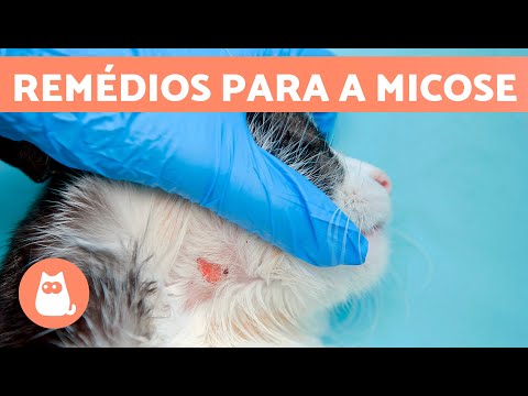 Vídeo: Micose em gatos