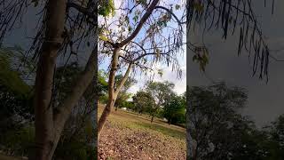 Khung Trời Kỷ Niệm_NS Minh Phụng💜 &amp; Phượng Liên #tanco #shorts #binhyen