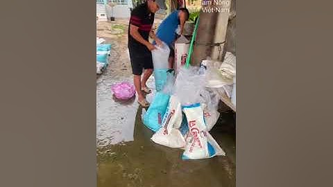 Cá lăng giống. Trại cá giống út me 0909 77 0509