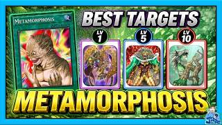 Best Metamorphosis Targets (Every Level)