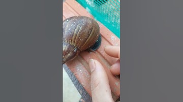 tóm sừng ốc sên #hoangda #xuhuong #thinhhanh