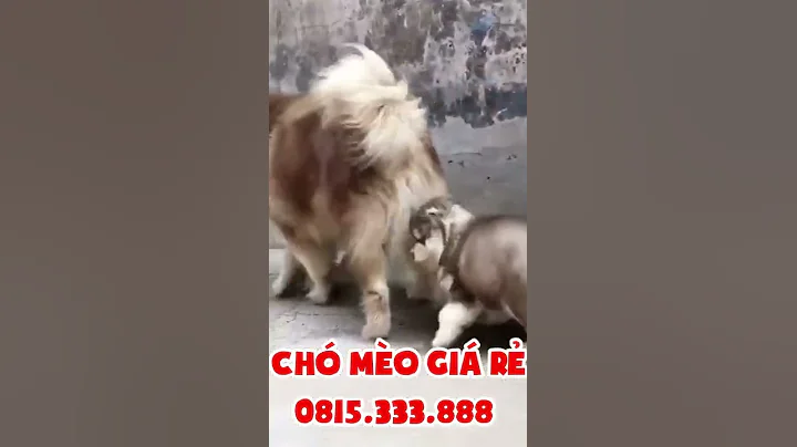 Bên em còn rất nhiều Husky nhé mọi người ( 5 triệu / em ) 0815333888 CHÓ MÈO CẢNH GIÁ RẺ Shorts