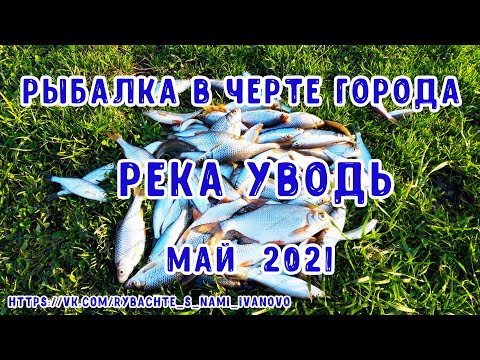 Плотва и уклейка на каждом забросе. Рыбалка в городской черте. Река Уводь, город Иваново.