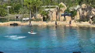 dolphin show #seaworld #queensland #dolphin #dolphindance #australia