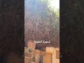 العليقة التي رآها موسى النبي Thebush Monastery دير موسى راهب Pray Holybible Holy Dodo 