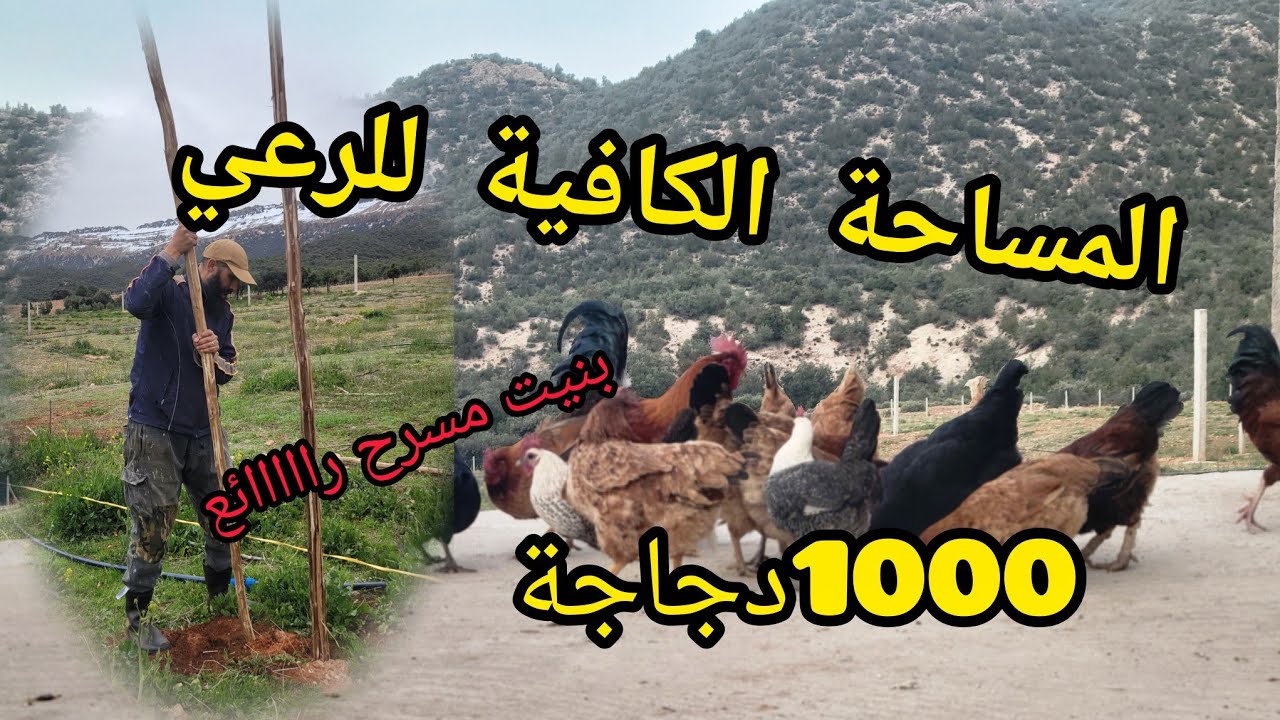 مشروع تربية الدجاج البياض -هذه هي المساحة التي تكفي لـــ 1000 دجاجة في المرعى والحظيرة