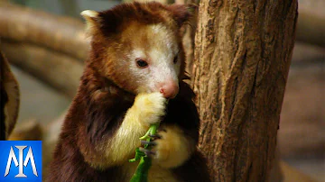 ¿Qué animales se creían extinguidos pero no lo están?