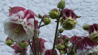 May 29, 2016 - Columbine 'Pink Petticoat' Aquilegia Vulgaris