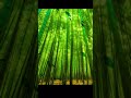 【ライブ壁紙】竹・自然・木