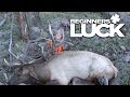 UTAH BIG BULL ELK - SEASON 4-3 BEGINNERS LUCK MINI