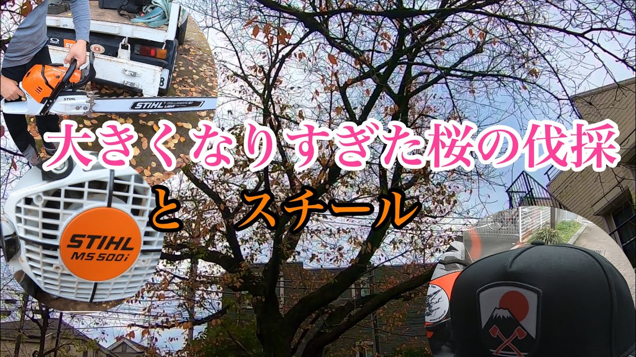 桜の伐採の前にスチール好きの社長の製品を紹介します、今日初めて使うチェーンソーも有ります！！