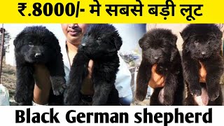 Dhamaka ₹.8000/ मे Black german shepherd puppies | black gsd in low price