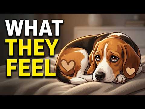 Psychology of Dogs in Their Final Days (What They're Really Feeling)