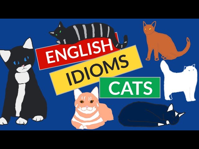 Let's learn some 'Cat' idioms! #englishisnice#englishisfun#idioms