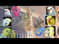 Как заставить волнистых попугаев размножаться