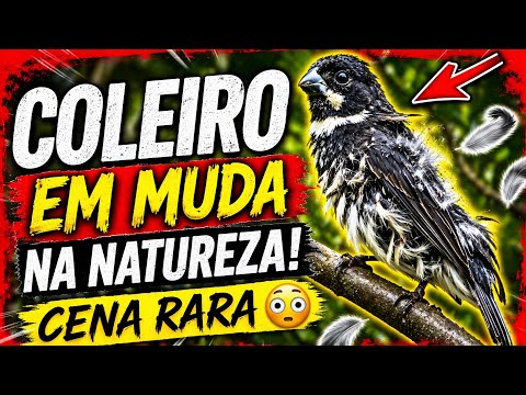 🪶 COLEIRO EM MUDA NA NATUREZA! Cena RARA 😳