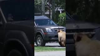 Bear Stops to Say Hi