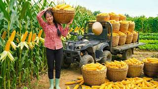 Harvesting 1 Ton Of Giant Corn Deep In The Forest, How To Make Simple Homemade Cheese Sausages