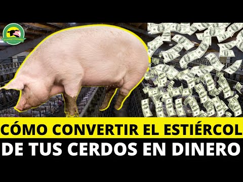 Cómo CONVERTIR El