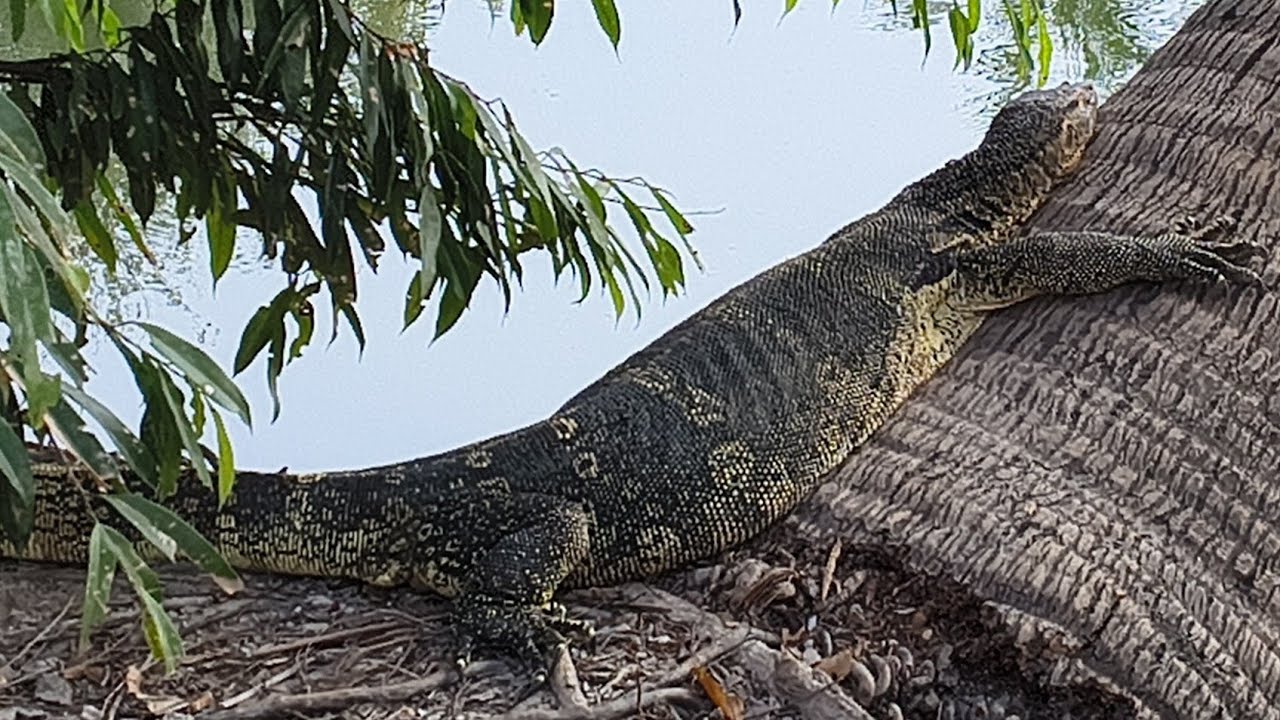 HUGE Monitor Lizards. Lumphini Park Bangkok 