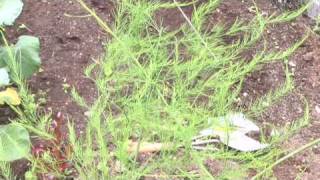 Growing Asparagus