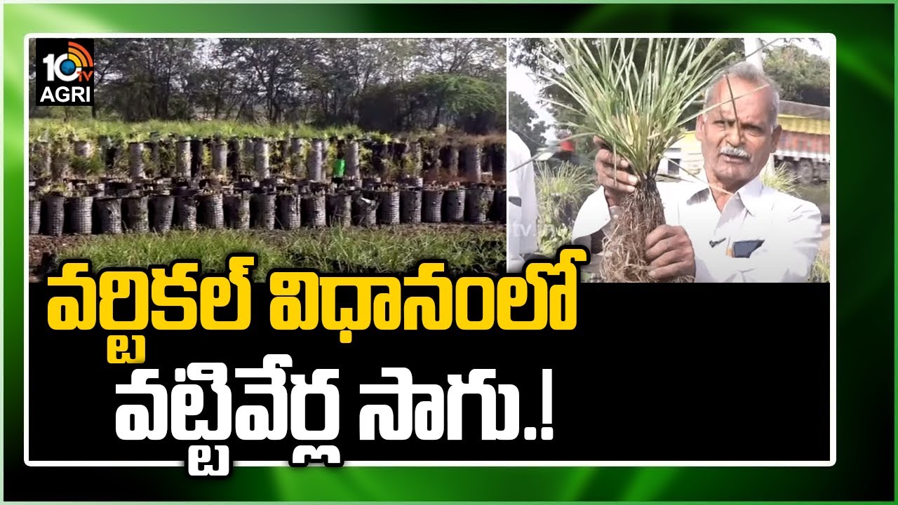వర్టికల్ విధానంలో వట్టివేర్ల సాగు ! | Matti Manishi | Vetiver Cultivation Telugu | 10TV News