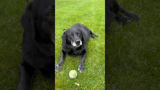 She finally decided she wanted to play #puppy #labrador #funny
