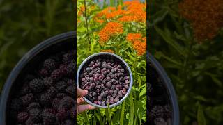 How to Make Black Raspberry Seedless Jelly (No Pectin)