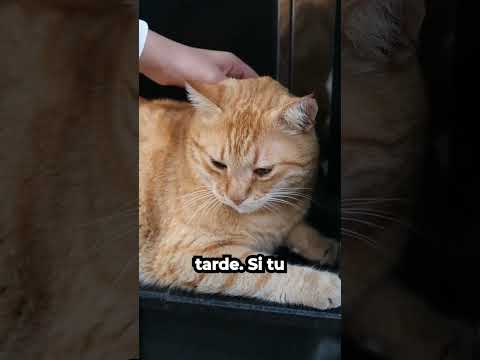 WHY IS YOUR CAT AGGRESSIVE TOWARD YOU 7 REASONS AND HOW TO FIX IT Cats Aggressivecats