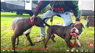 Rehabilitating Dog Reactive Pitbulls Part 3 Dog Whisperer BIG CHUCK MCBRIDE by Dog Whisperer BIG CHUCK MCBRIDE 1,153 views 1 year ago 13 minutes, 34 seconds