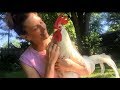 Meet Bree the Rescue Rooster