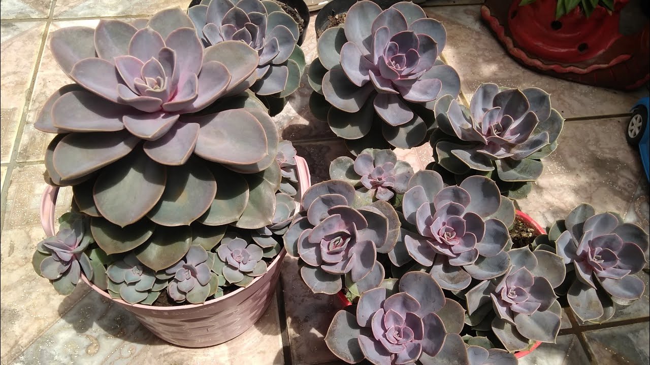 perle von nurnberg echeveria (dicas e cuidados)