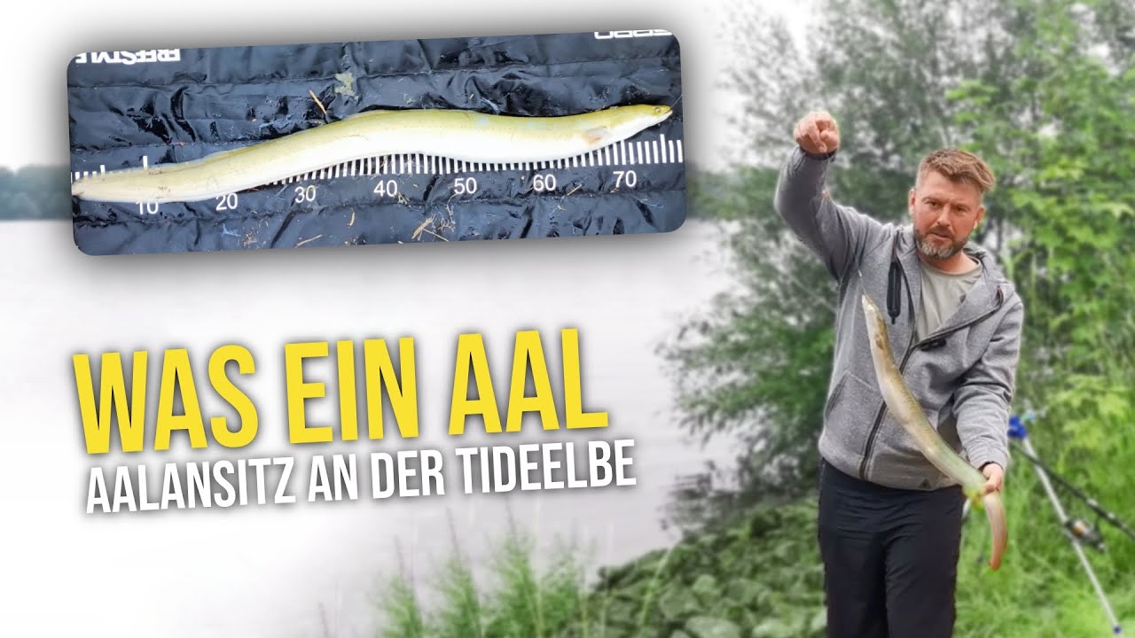 Aalangeln am Fluss | Grundmontage für die Tideelbe | MONSTERAAL beißt LIVE mitten am Tage