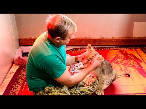 Видео: Посмотрите КАК МИЛО! Олег Зубков делает массаж ушек маленькому Донецком львенку ШерХану)