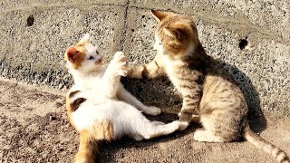 大きく成長してもプロレスごっこが止められない無邪気な猫兄弟