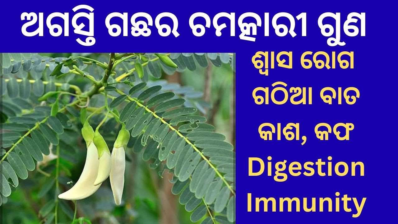 ଅଗସ୍ତି ଗଛର ଔଷଧୀୟ ଉପଯୋଗ 🌿 Agasti Tree Benefits | Sesbania grandiflora Uses in Ayurveda
