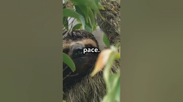 10 Mind-Blowing facts about Sloths you didn't know | Sloths #facts #naturelovers #slothday