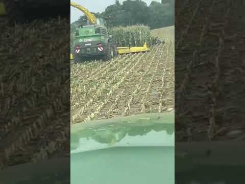 Видео: Как европейский кукурузный мотылек попал в Америку?